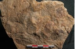Foto (Detailansicht) von Cyclocarpus sp.  (NHMW-GEO-2024-0188-11158)